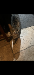 Lost Male Cat last seen Near N Fraser Drive, Mesa, AZ 85203