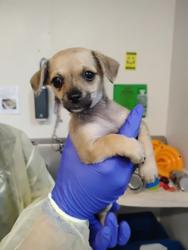 Shelter Stray Female Dog last seen Florin, CA 95828, Sacramento, CA 95828
