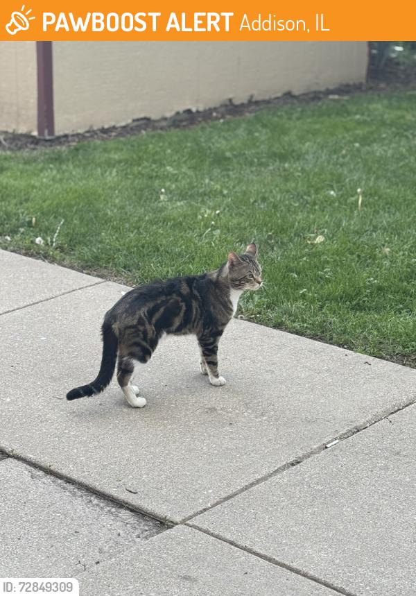 Found/Stray Male Cat last seen Near W Stevens Dr Addison IL 60101, Addison, IL 60101