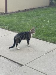 Found/Stray Male Cat last seen Near W Stevens Dr Addison IL 60101, Addison, IL 60101