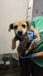 Shelter Stray Female Dog last seen S Bryan Ave & W Young Ave, Fresno Zone Fresno CO 1A 93706, CA, Fresno, CA 93706