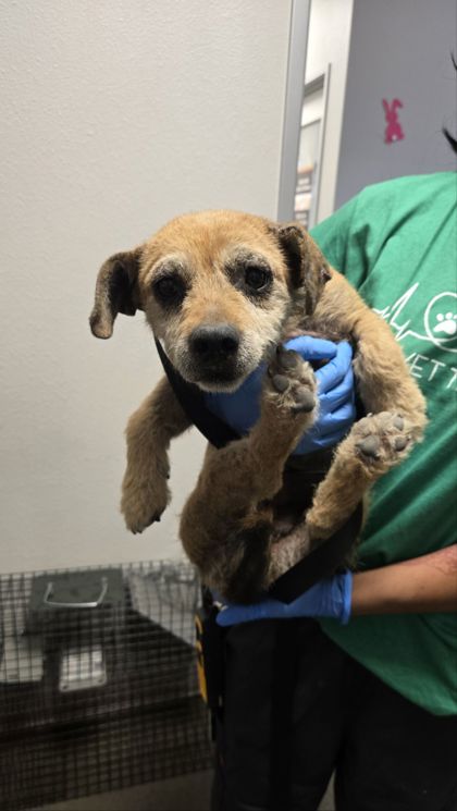 Shelter Stray Female Dog last seen S Bryan Ave & W Young Ave, Fresno Zone Fresno CO 1A 93706, CA, Fresno, CA 93706