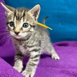 Shelter Stray Male Cat last seen College Station, TX 77840, Bryan, TX 77807