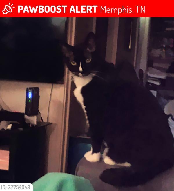 Lost Male Cat last seen Mason Road and Yates Road, Memphis, TN 38120
