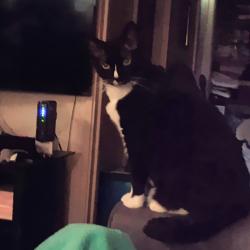 Lost Male Cat last seen Mason Road and Yates Road, Memphis, TN 38120