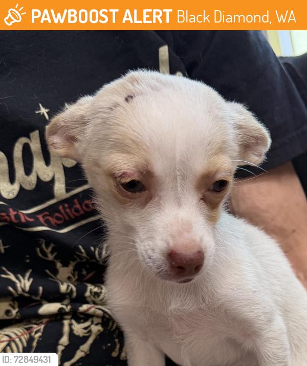 Found/Stray Unknown Dog last seen Entering town from Enumclaw, right before the speed limit drops to 35mph, Black Diamond, WA 98010