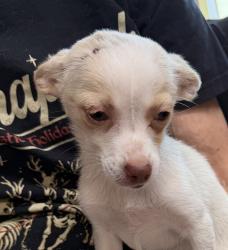 Found/Stray Unknown Dog last seen Entering town from Enumclaw, right before the speed limit drops to 35mph, Black Diamond, WA 98010