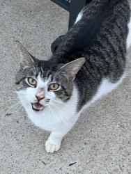 Found/Stray Male Cat last seen Near and Hwy 212, Covington, GA 30016