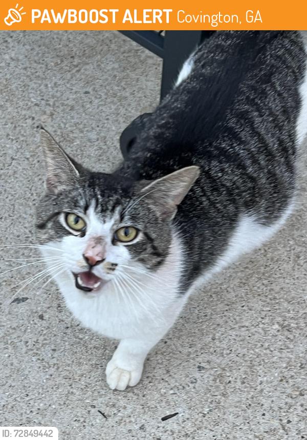 Found/Stray Male Cat last seen Near and Hwy 212, Covington, GA 30016