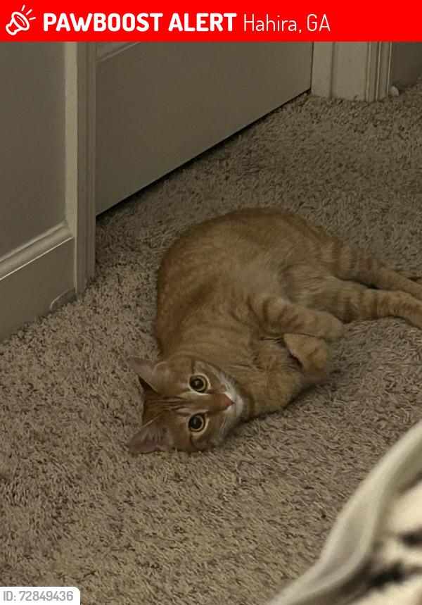 Lost Male Cat last seen Clyatt stone, Hahira, GA 31632