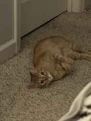Lost Male Cat last seen Clyatt stone, Hahira, GA 31632