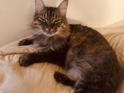 Lost Female Cat last seen Near Nina Lee lane, Houston, TX 77092