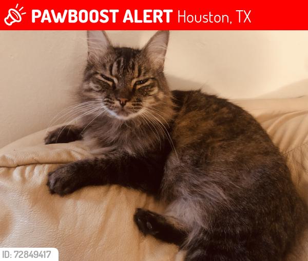 Lost Female Cat last seen Near Nina Lee lane, Houston, TX 77092