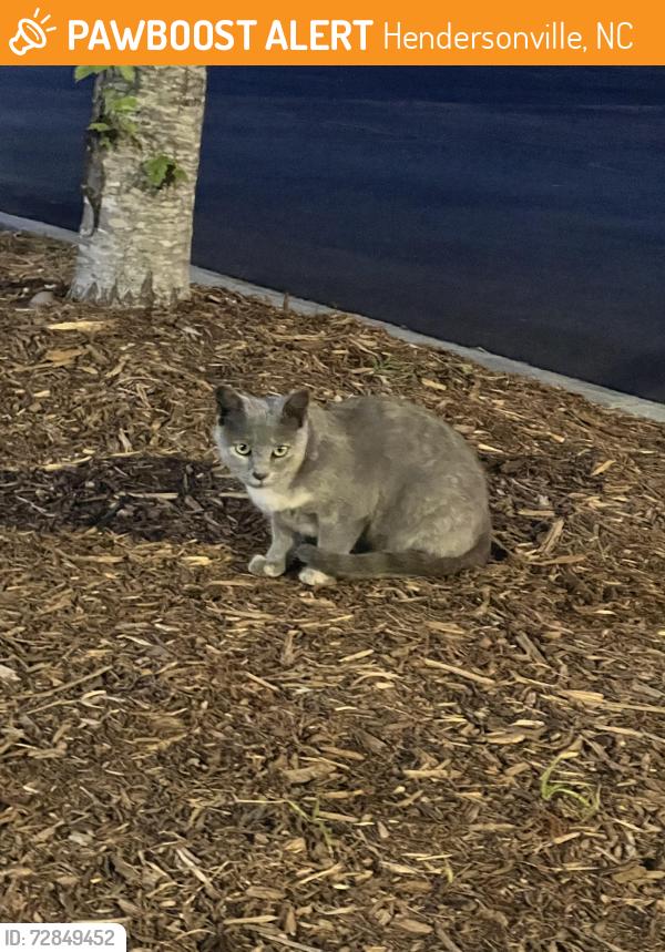 Found/Stray Unknown Cat last seen Parking lot behind goodwill/panera , Hendersonville, NC 28792