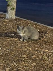 Found/Stray Unknown Cat last seen Parking lot behind goodwill/panera , Hendersonville, NC 28792