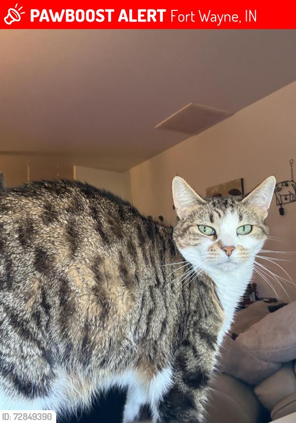 Lost Female Cat last seen E State and Lavern, Fort Wayne, IN 46805