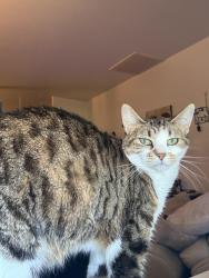 Lost Female Cat last seen E State and Lavern, Fort Wayne, IN 46805