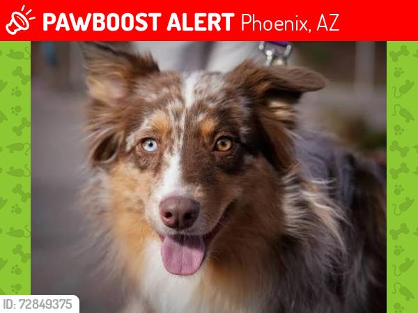 Lost Female Dog last seen 51st ave and mcdowell , Phoenix, AZ 85035