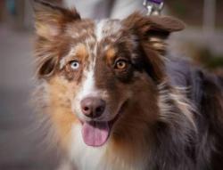 Lost Female Dog last seen 51st ave and mcdowell , Phoenix, AZ 85035