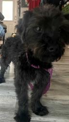 Found/Stray Male Dog last seen Sistrunk, Fort Lauderdale, FL 33311