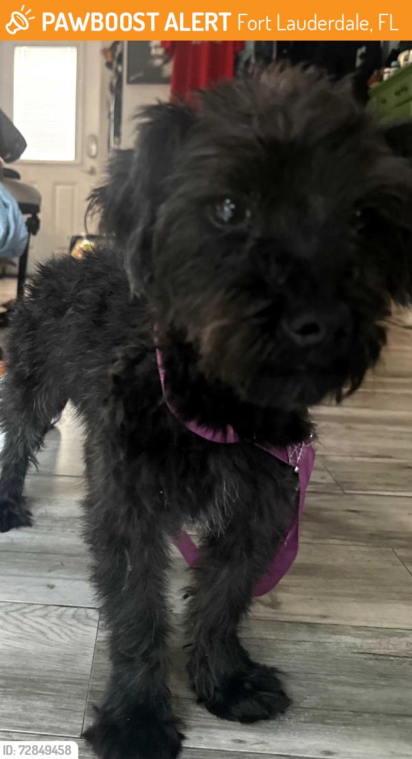 Found/Stray Male Dog last seen Sistrunk, Fort Lauderdale, FL 33311