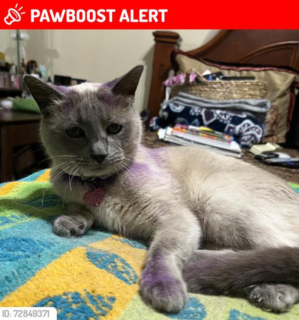 Lost Female Cat last seen Near Antonio Plantation, Brusly, Louisiana, West Baton Rouge Parish, LA 70767