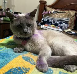 Lost Female Cat last seen Near Antonio Plantation, Brusly, Louisiana, West Baton Rouge Parish, LA 70767