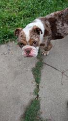 Found/Stray Male Dog last seen Washington Ave, Stockton, CA 95215