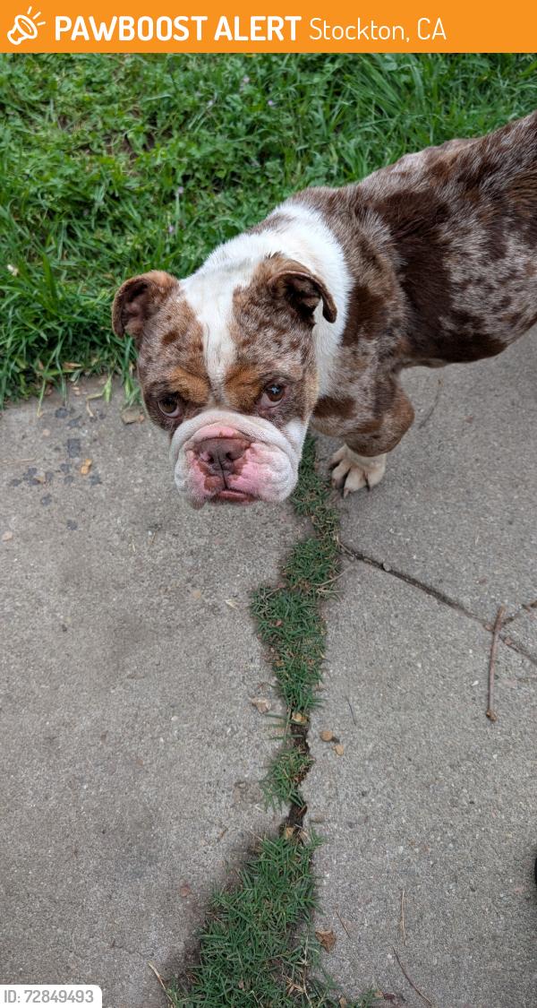 Found/Stray Male Dog last seen Washington Ave, Stockton, CA 95215