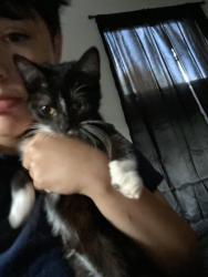 Lost Male Cat last seen Spardling elementary school, Fort Smith, AR 72904