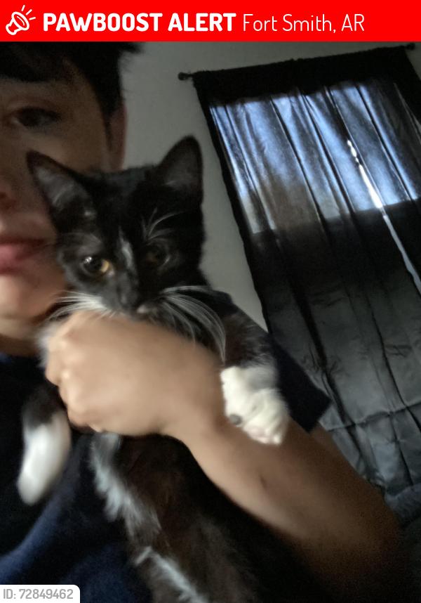 Lost Male Cat last seen Spardling elementary school, Fort Smith, AR 72904