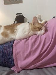 Lost Male Cat last seen Old Katy rd and Portwest dr, Houston, TX 77024