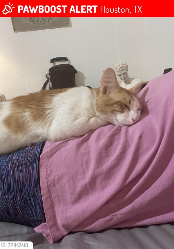 Lost Male Cat last seen Old Katy rd and Portwest dr, Houston, TX 77024