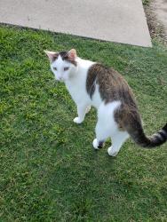 Lost Male Cat last seen Near Old Union, Titus County, TX 75455