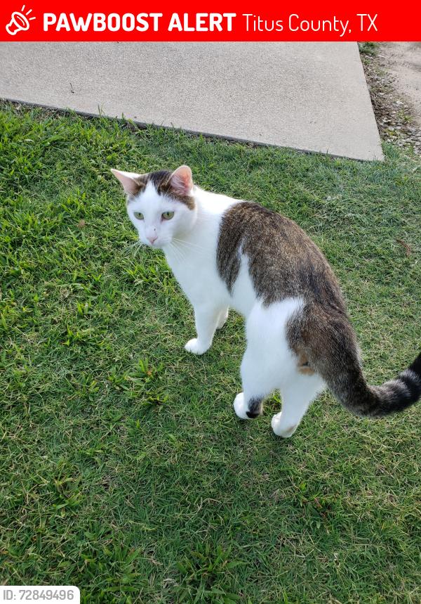 Lost Male Cat last seen Near Old Union, Titus County, TX 75455