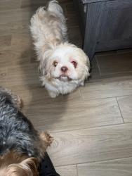 Lost Female Dog last seen Lawndale groves , Groves, TX 77619