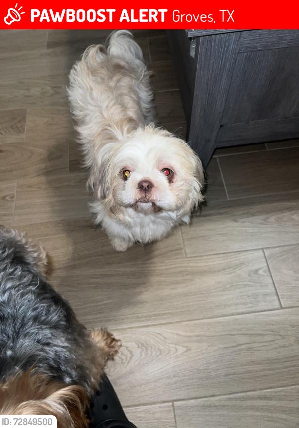 Lost Female Dog last seen Lawndale groves , Groves, TX 77619