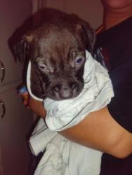 Lost Male Dog last seen Florence Dr, Killeen, TX 76541