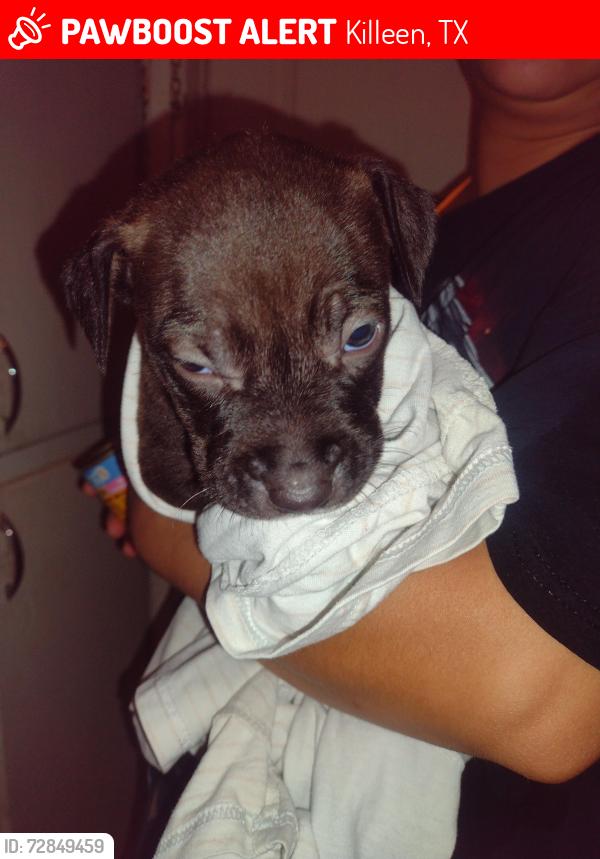Lost Male Dog last seen Florence Dr, Killeen, TX 76541