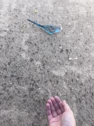 Found/Stray Unknown Bird last seen 51st ave & union hills Dr , Glendale, AZ 85308