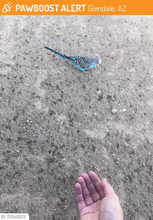 Found/Stray Unknown Bird last seen 51st ave & union hills Dr , Glendale, AZ 85308