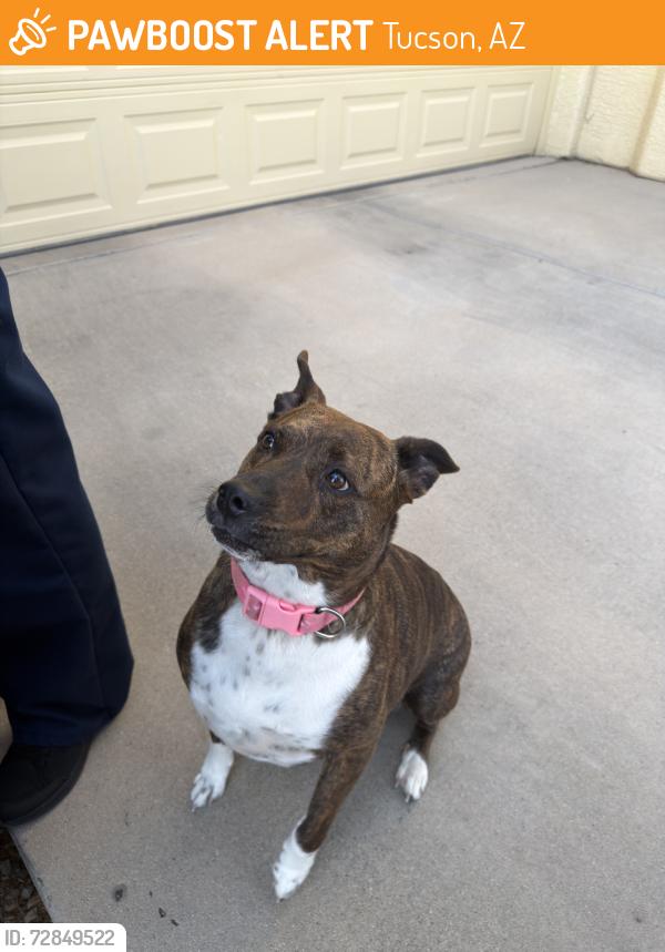 Found/Stray Female Dog last seen Escalante and kolb, Tucson, AZ 85730