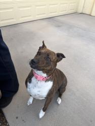Found/Stray Female Dog last seen Escalante and kolb, Tucson, AZ 85730