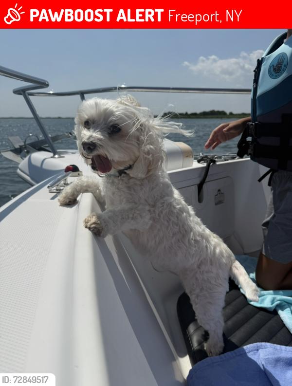 Lost Female Dog last seen Main Street, cow meadow park , Freeport, NY 11520