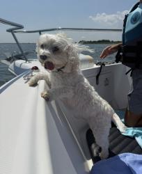 Lost Female Dog last seen Main Street, cow meadow park , Freeport, NY 11520