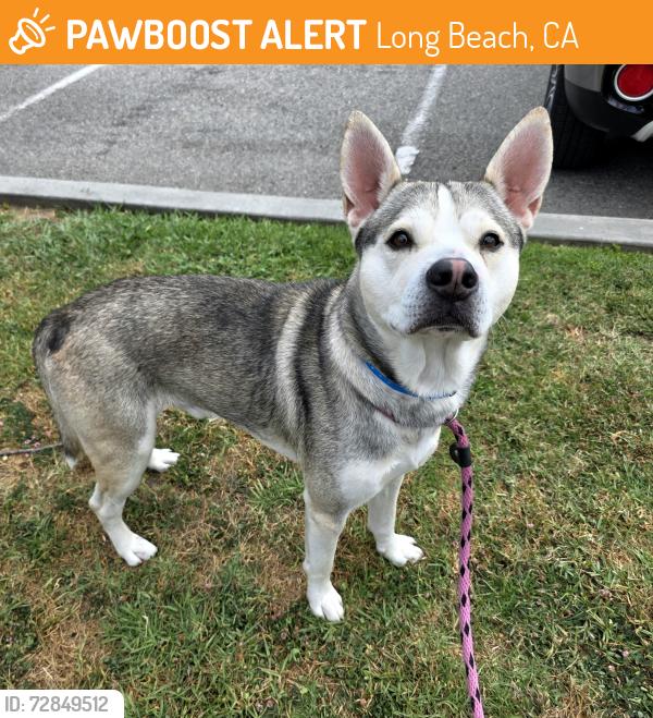 Found/Stray Male Dog last seen Near Junipero Ave, Long Beach, CA 90803, Long Beach, CA 90803