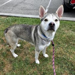Found/Stray Male Dog last seen Near Junipero Ave, Long Beach, CA 90803, Long Beach, CA 90803