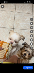 Lost Male Dog last seen Lawndale groves , Groves, TX 77619