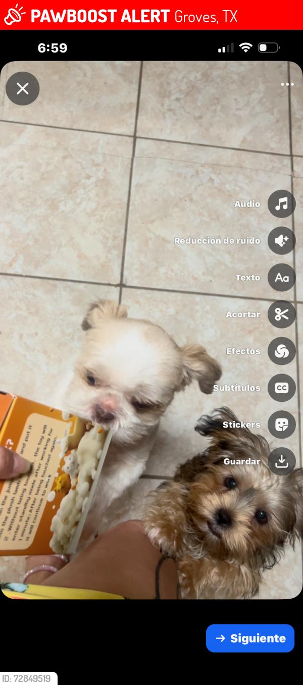 Lost Male Dog last seen Lawndale groves , Groves, TX 77619