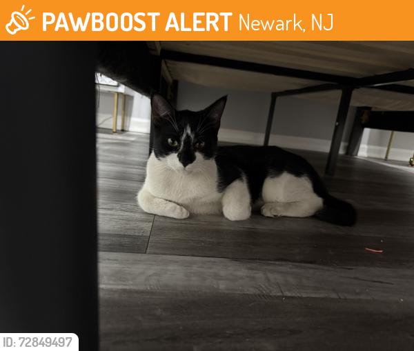 Found/Stray Male Cat last seen Riverfront park , Newark, NJ 07105
